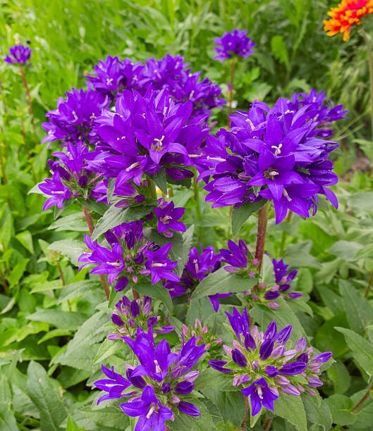 Campanula-glomerata Purple Perennials: The Stars of the Garden