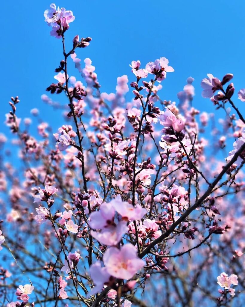 Cherry-Blossom-819x1024 35 Pink Flowers That Will Enchant Your Garden