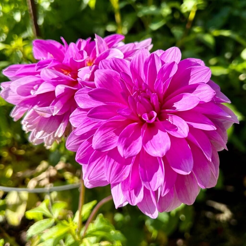Dahlia-1024x1024 35 Pink Flowers That Will Enchant Your Garden