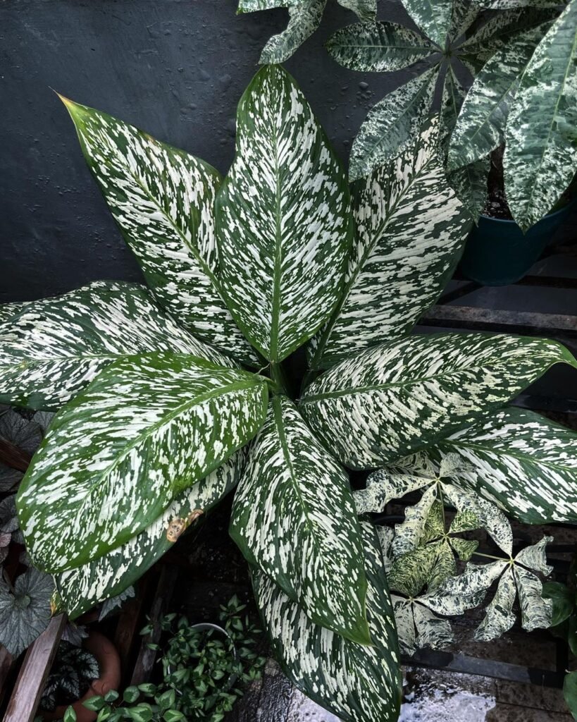 Dieffenbachia-White-Etna-819x1024 Dieffenbachia Varieties: A Spectrum of Dumb Cane Plants