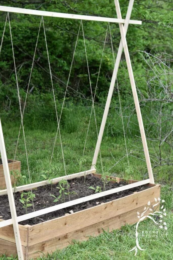Gardening EasyDIYTomatoTrellisforHealthyLargeTomatoPlants-683x1024 Garden Productivity with Raised Garden Beds and Trellises