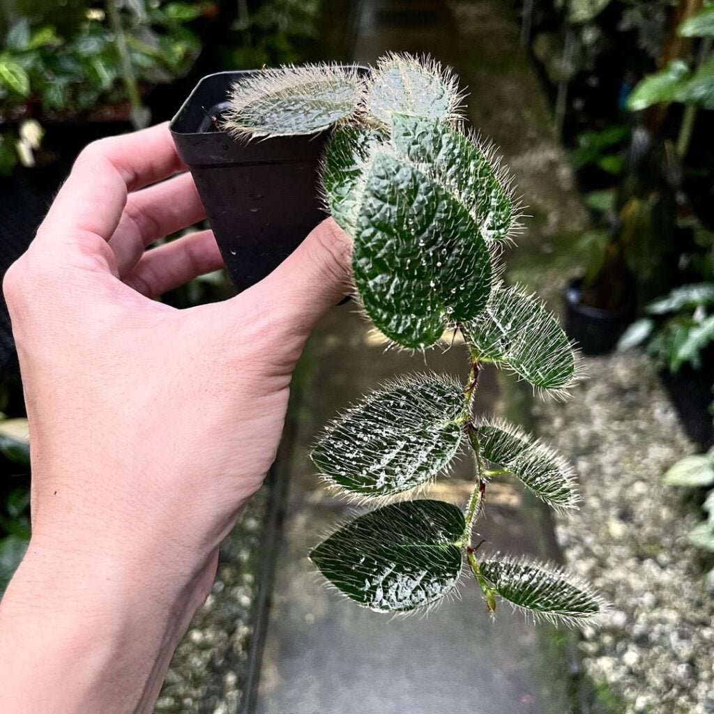 Ficus-villosa-2-1024x1024 Ficus Villosa - The Definitive Guide For Your Indoor Garden