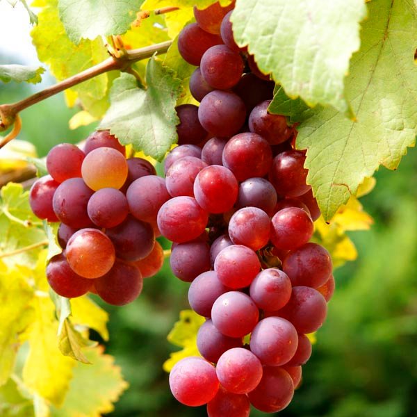 Flame-Seedless Grape Varieties: A Comprehensive Guide