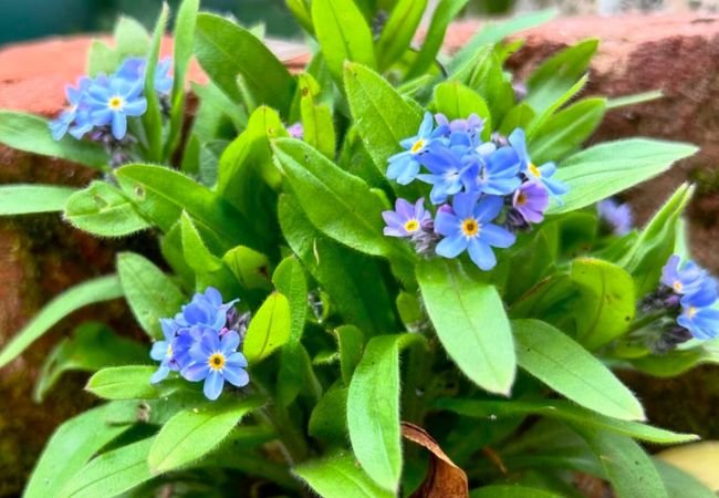 Forget Me Nots Care A Comprehensive Guide
