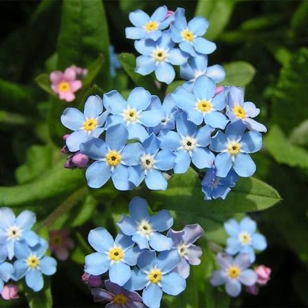 Forget-me-not Forget Me Nots Care: A Comprehensive Guide