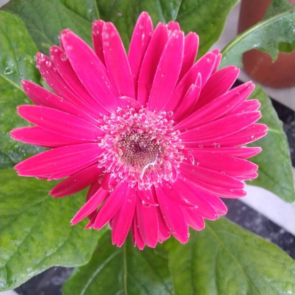 Gerbera-Daisy-1024x1024 35 Pink Flowers That Will Enchant Your Garden