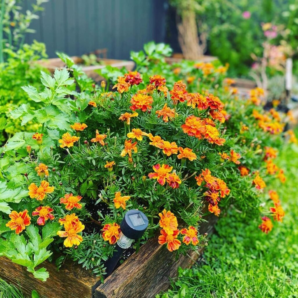  How to Grow Marigolds from Seed: A Complete Guide