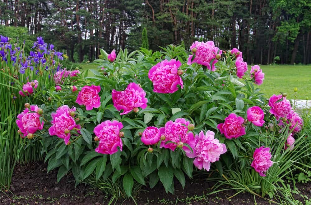 How-to-Plant-Grow-and-Care-Peony When and How to Cut Back Peonies for Gorgeous Blooms