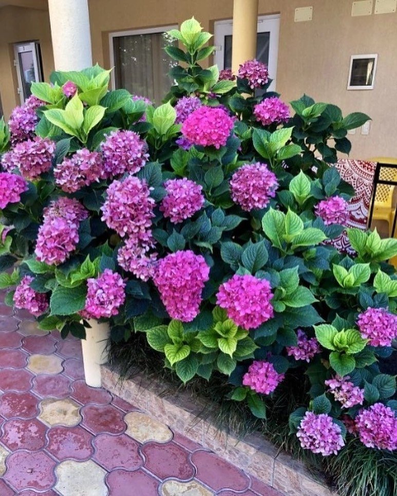 Hydrangea 35 Pink Flowers That Will Enchant Your Garden