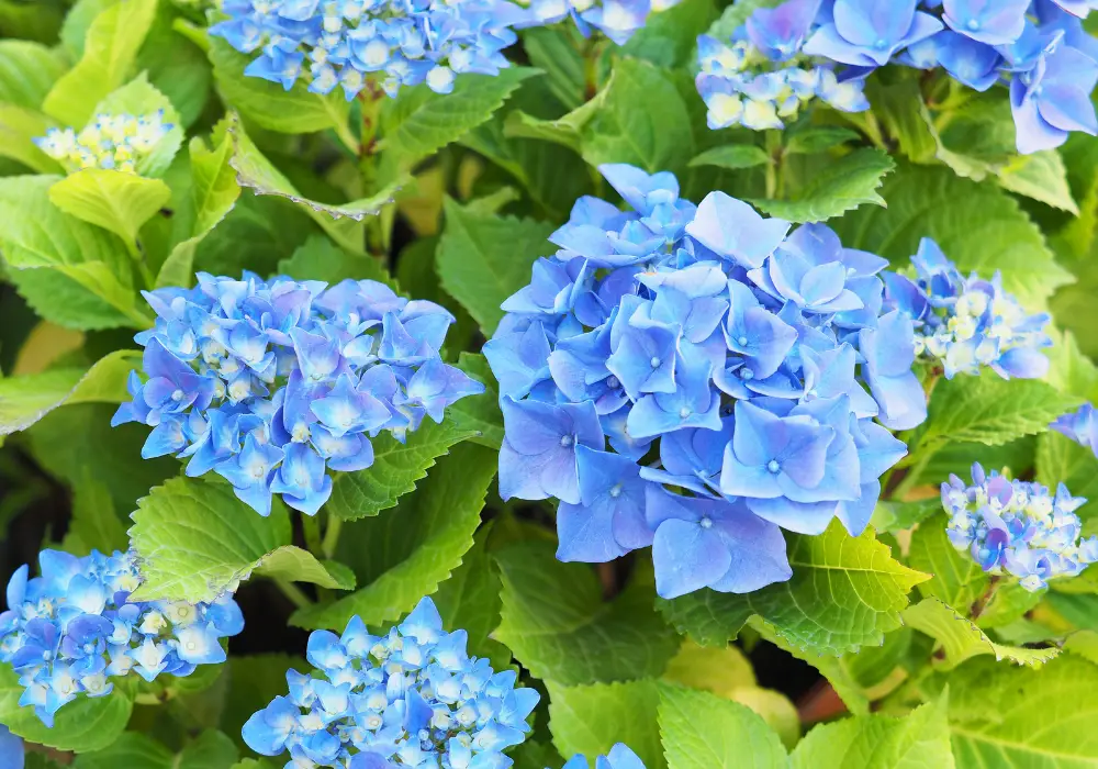 Hydrangea_macrophylla_Nikko_Blue_2-2 Nikko Blue Hydrangea: Care and secrets to stunning blue bloom