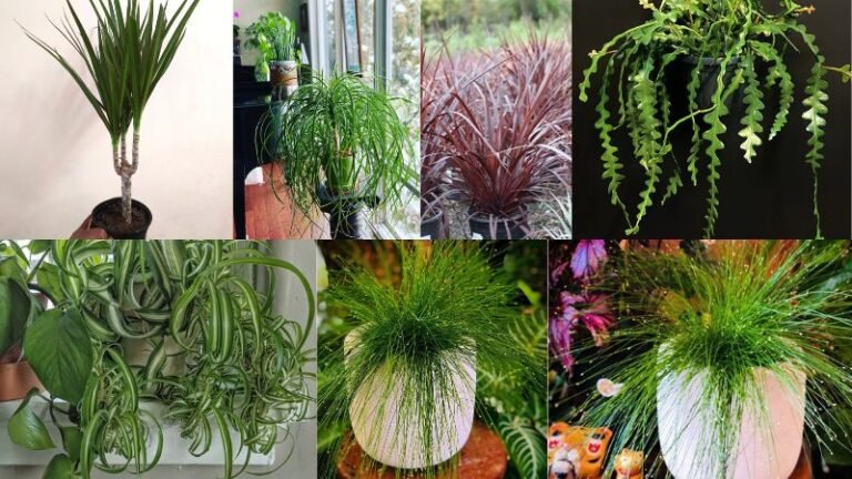 14 Rare Indoor Plants that Look Like Hair Strands