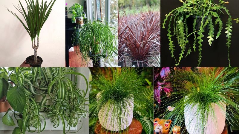 Indoor Plants that Look Like Hair Strands
