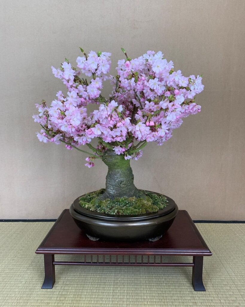 Japanese-Flowering-Cherry-Bonsai-819x1024 Japanese Flowering Cherry Bonsai: A Comprehensive Guide