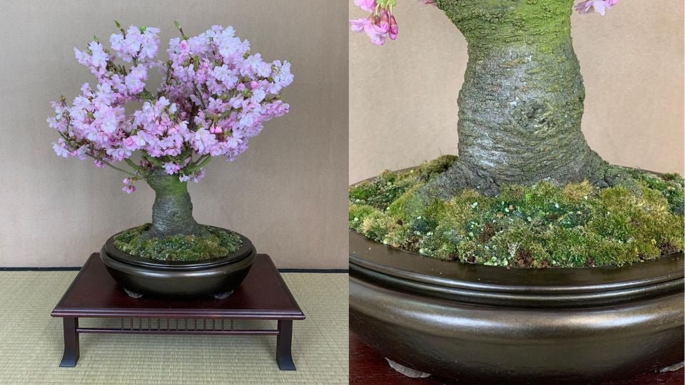 Japanese Flowering Cherry Bonsai A Comprehensive Guide