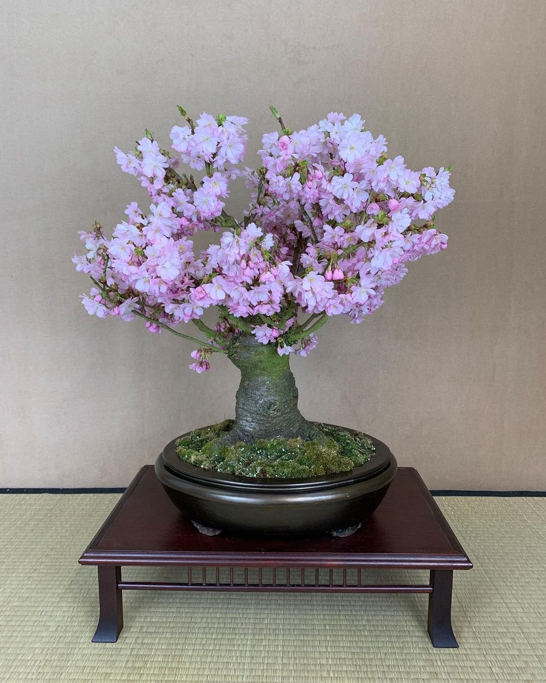 Japanese Flowering Cherry Bonsai : A Comprehensive Guide