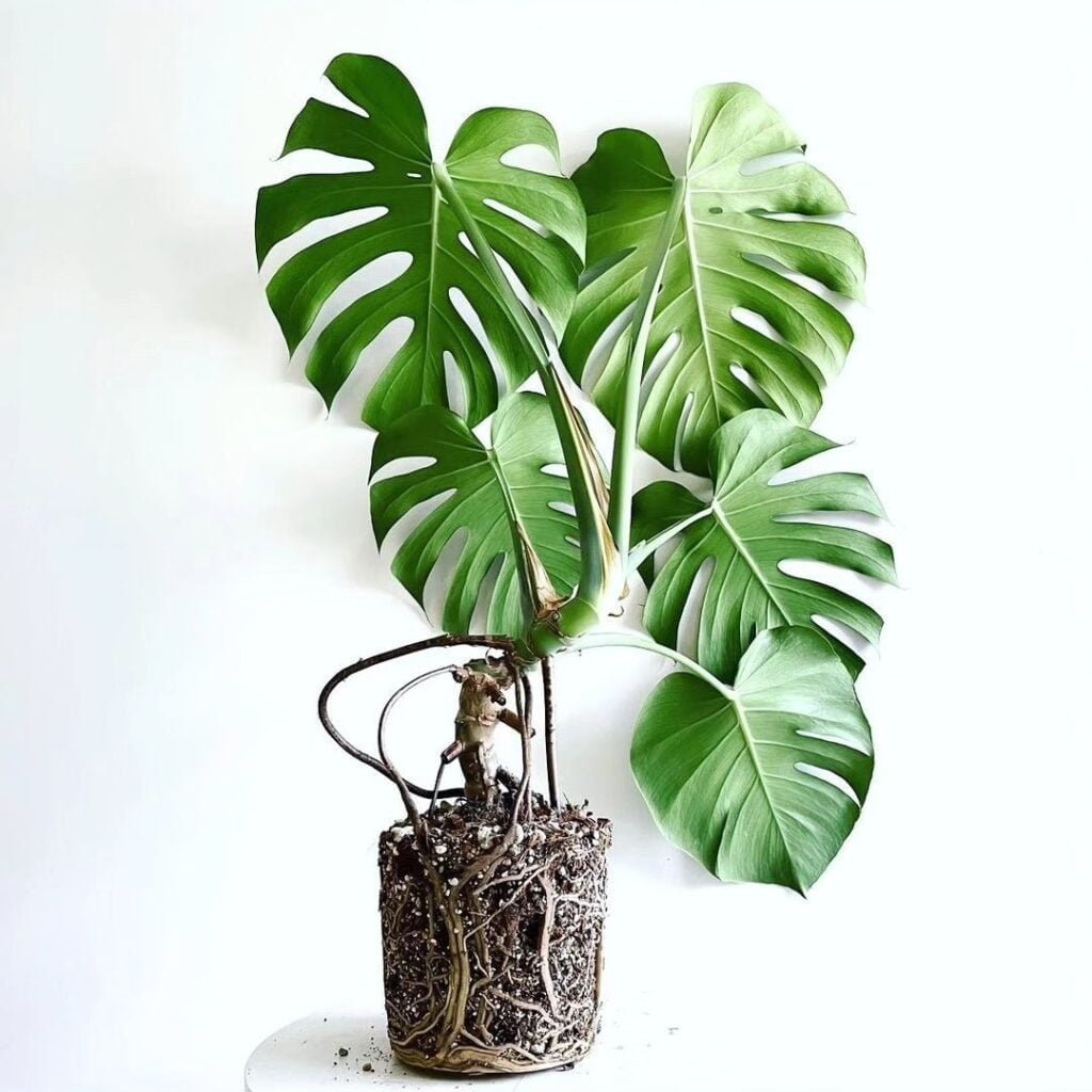 Gardening Monstera-Adansonii-1024x1024 Monstera Adansonii : Growing and Caring Guide