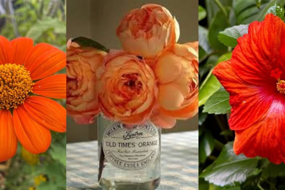 30 Types of Orange Flowers name: Identification & Photos