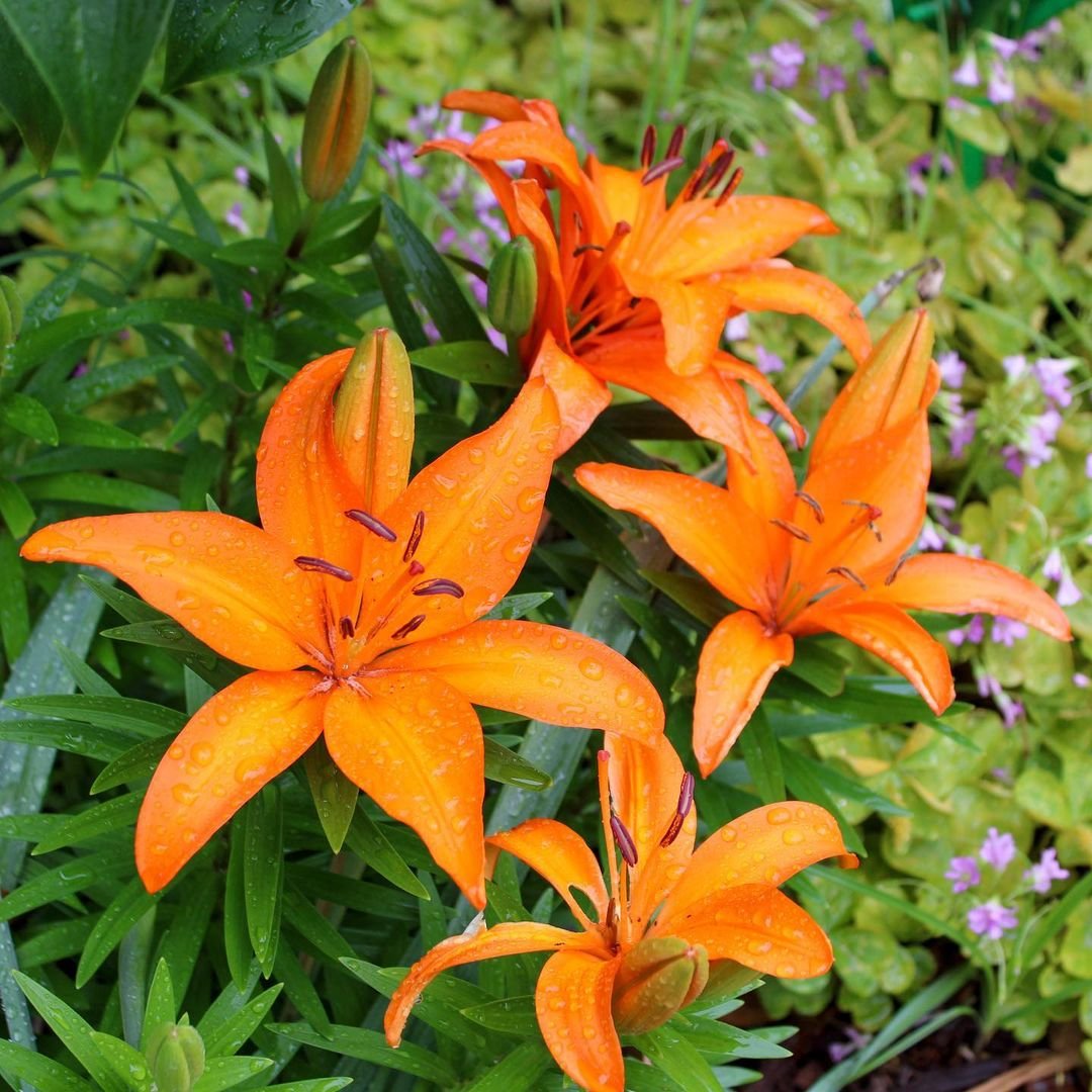 30 Best Orange Flowers with Names and Pictures