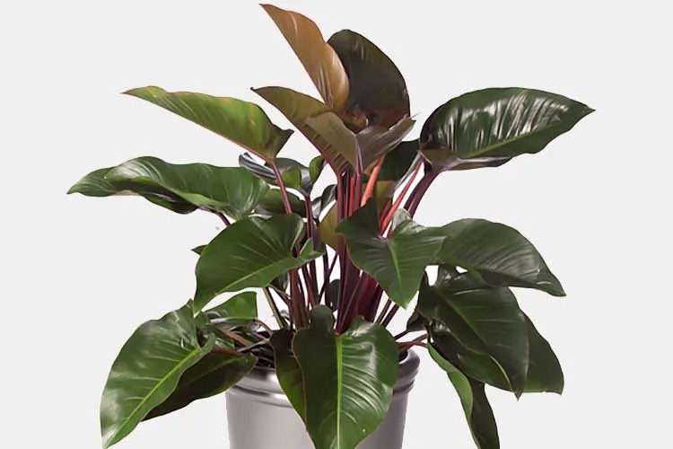 Philodendron-Red-Emerald 10 Philodendron Varieties : A Comprehensive Guide