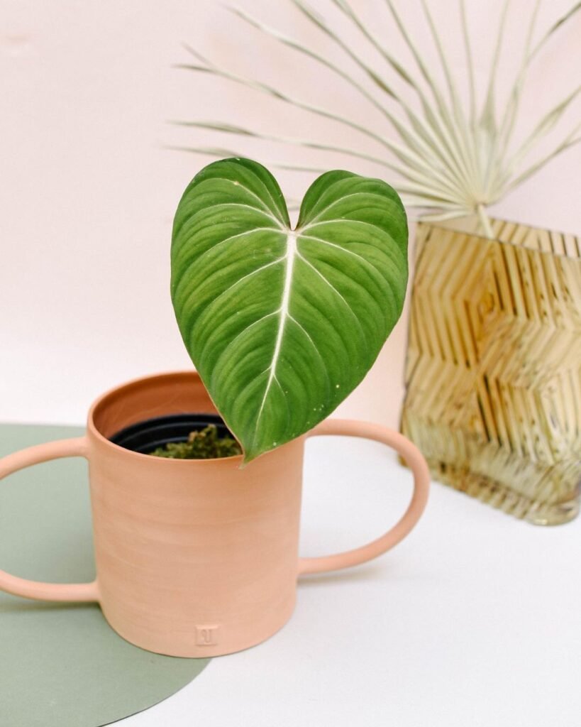  Philodendron Gloriosum: Easy Care for Healthy plant