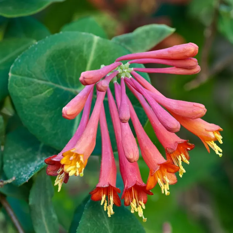 Pink-Coral-Honeysuckle-flower 35 Pink Flowers That Will Enchant Your Garden