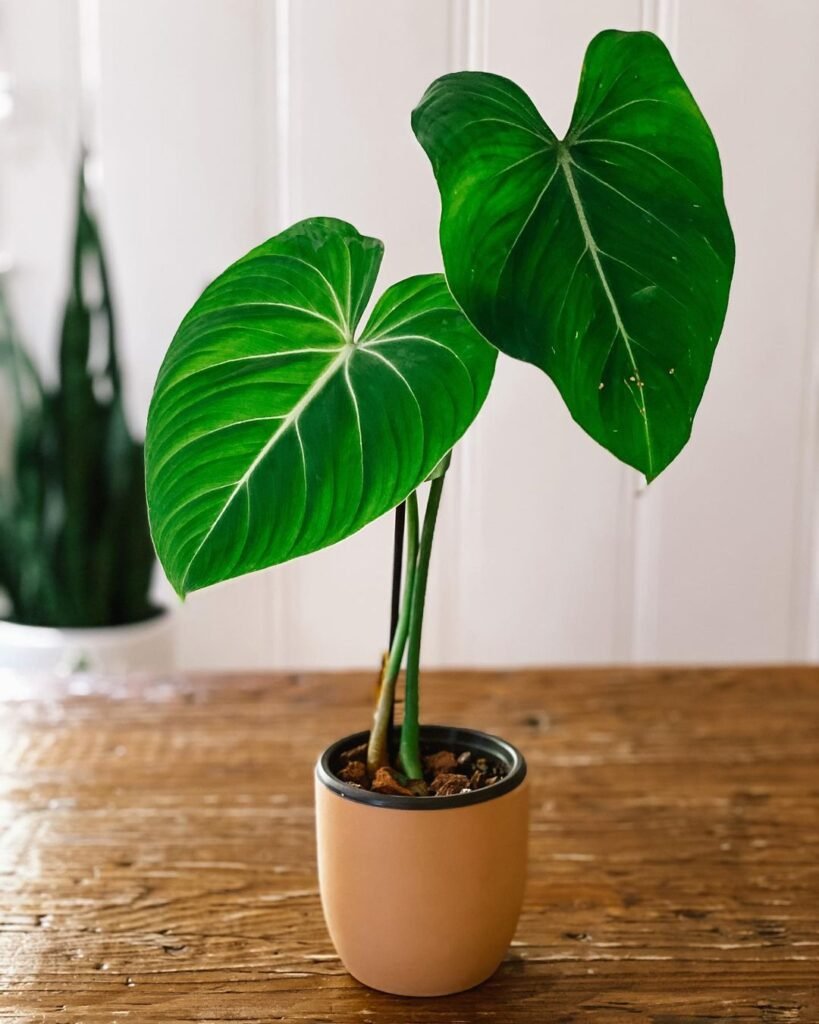  Philodendron Gloriosum: Easy Care for Healthy plant