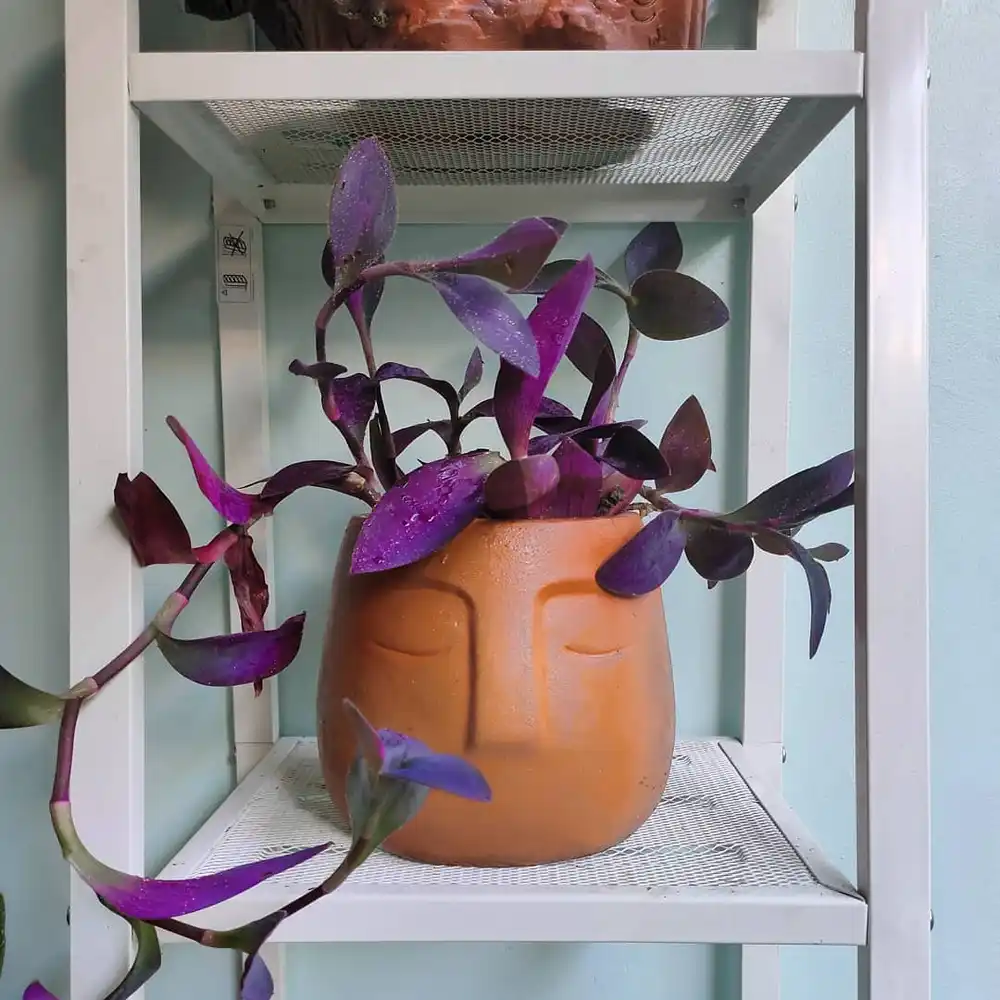 Purple-Heart-Plant 10 Gorgeous Purple Houseplants