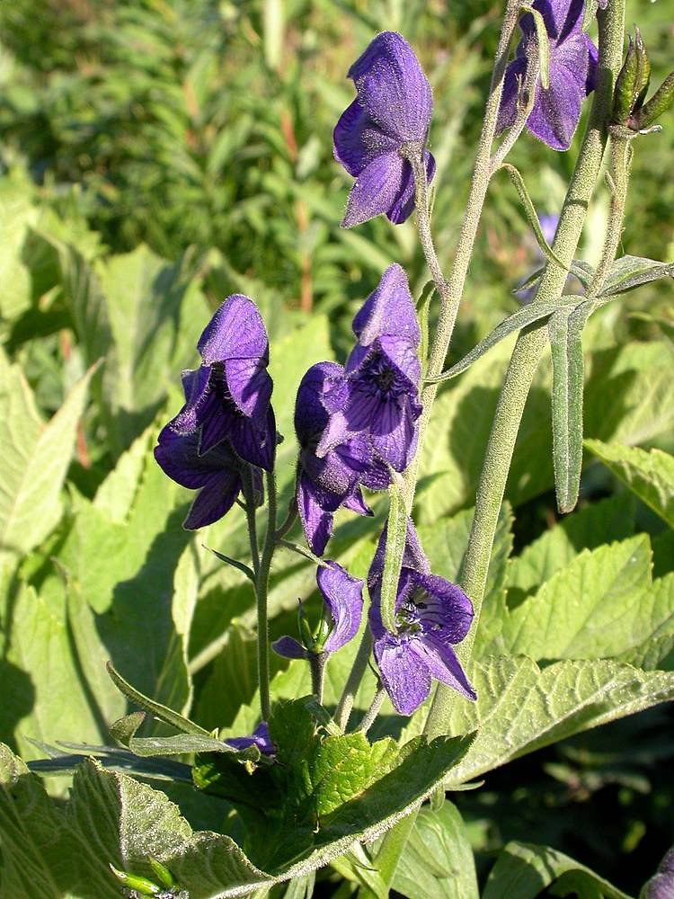Purple-Monkshood Purple Perennials: The Stars of the Garden