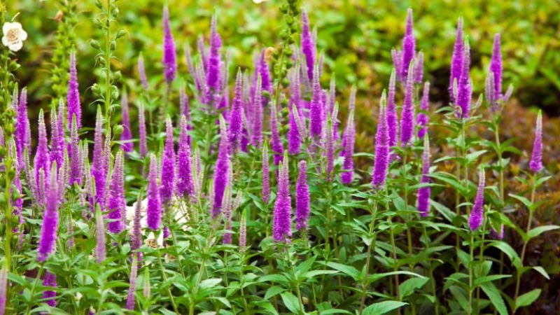 Purple Perennials