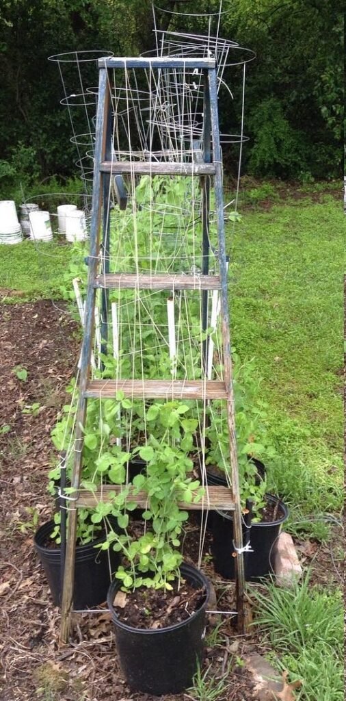 Recycled-trellis-1-506x1024 DIY Trellis Ideas : 8 Simple Methods for Supporting Peas