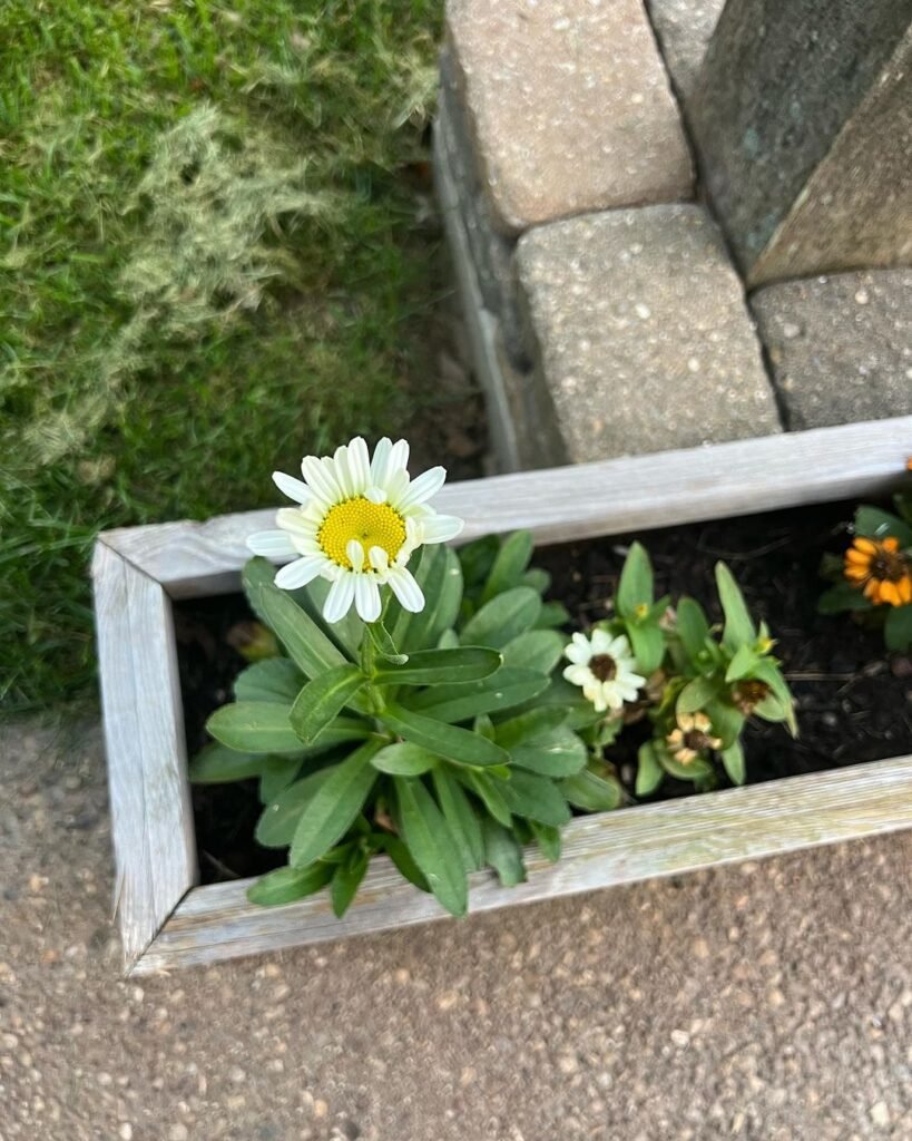  Shasta Daisy Care: Tips for Planting and Growing