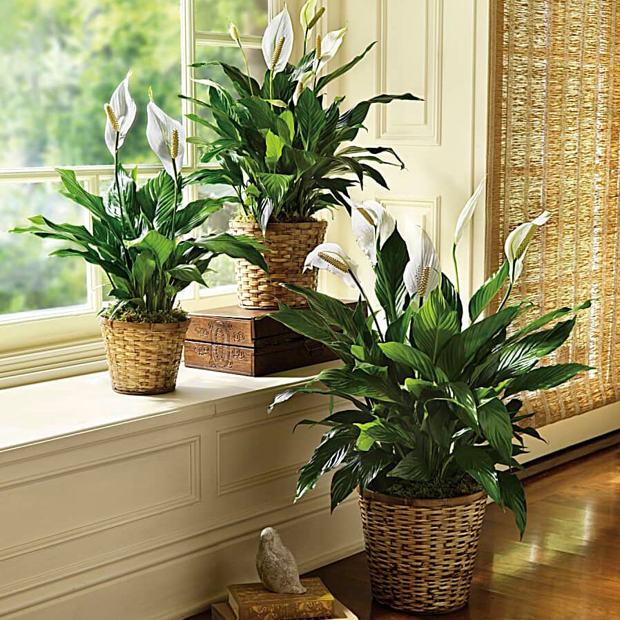 SimplyElegantSpathiphyllum-Small1 10 Japanese Indoor Plants: Enhancing Your Home with Greenery
