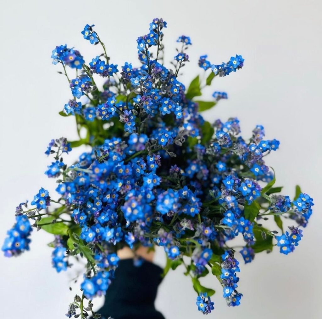 Sweet-Forget-Me-Nots-from-@mayeshcharleston-forgetmenots-blueflowers-wholesaleflowers-wholesaleflorist-flowers-freshflowers-cutflowers-flowersofinstagram-floraldesign-1024x1013 Forget Me Nots Care: A Comprehensive Guide