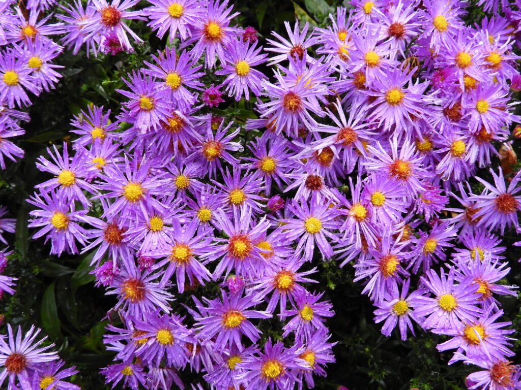 Symphyotrichum-1024x768 Purple Perennials: The Stars of the Garden