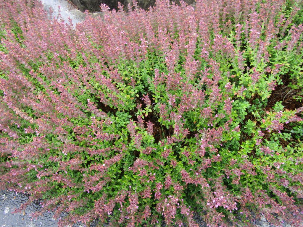 Teucrium-chamaedrys-1024x768 Evergreen Groundcovers: Benefits and Types