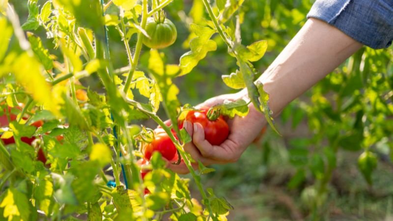 Tomato Harvesting