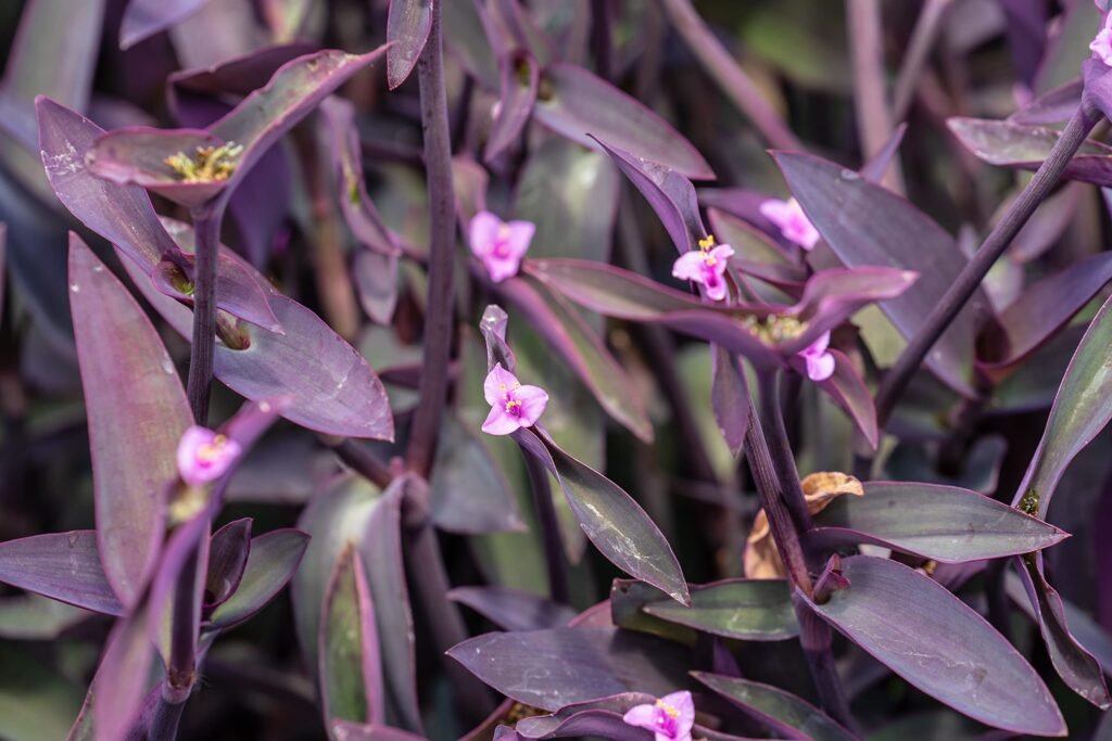 Tradescantia-pallida-‘Purple-Queen-1024x683 Purple Perennials: The Stars of the Garden