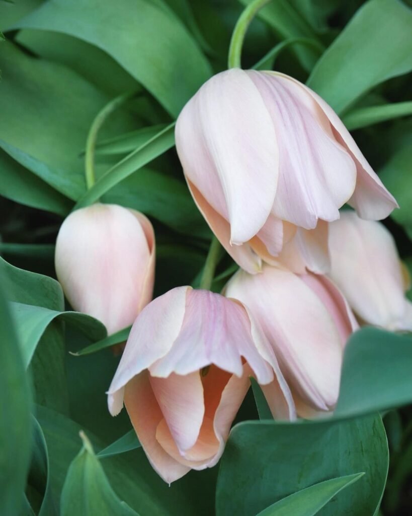Tulip-819x1024 35 Pink Flowers That Will Enchant Your Garden