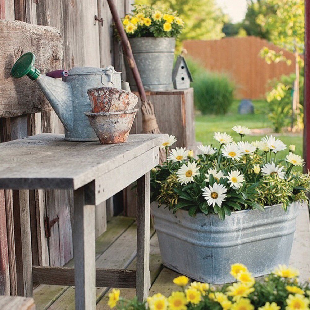 Usual-problems Shasta Daisy Care: Tips for Planting and Growing