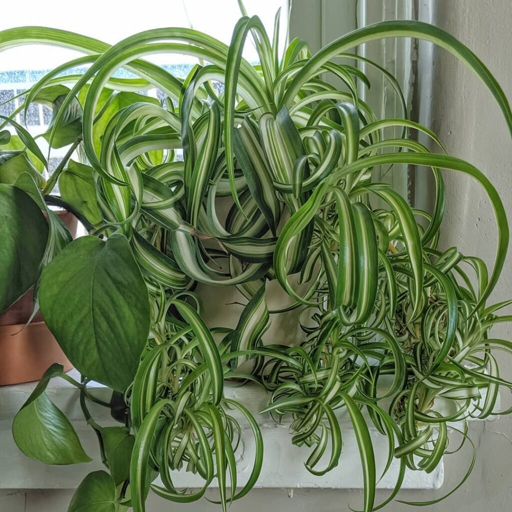 Variegated-Bonnie-Spider-Plant-1024x1024 14 Rare Indoor Plants that Look Like Hair Strands
