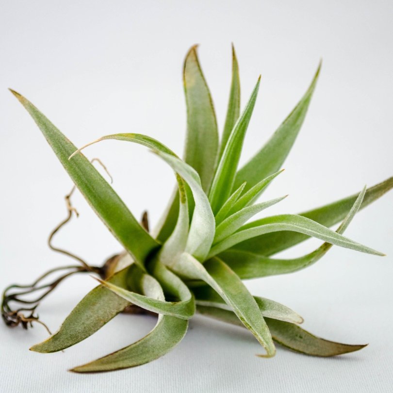 air-plants How to Take Care of Air Plants