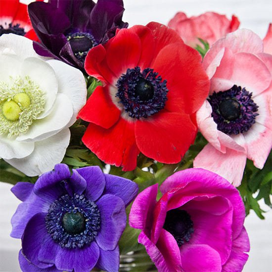 anemones-francaises-550x550-50517-2 Funeral & Gravestone Flower - A Comprehensive Guide