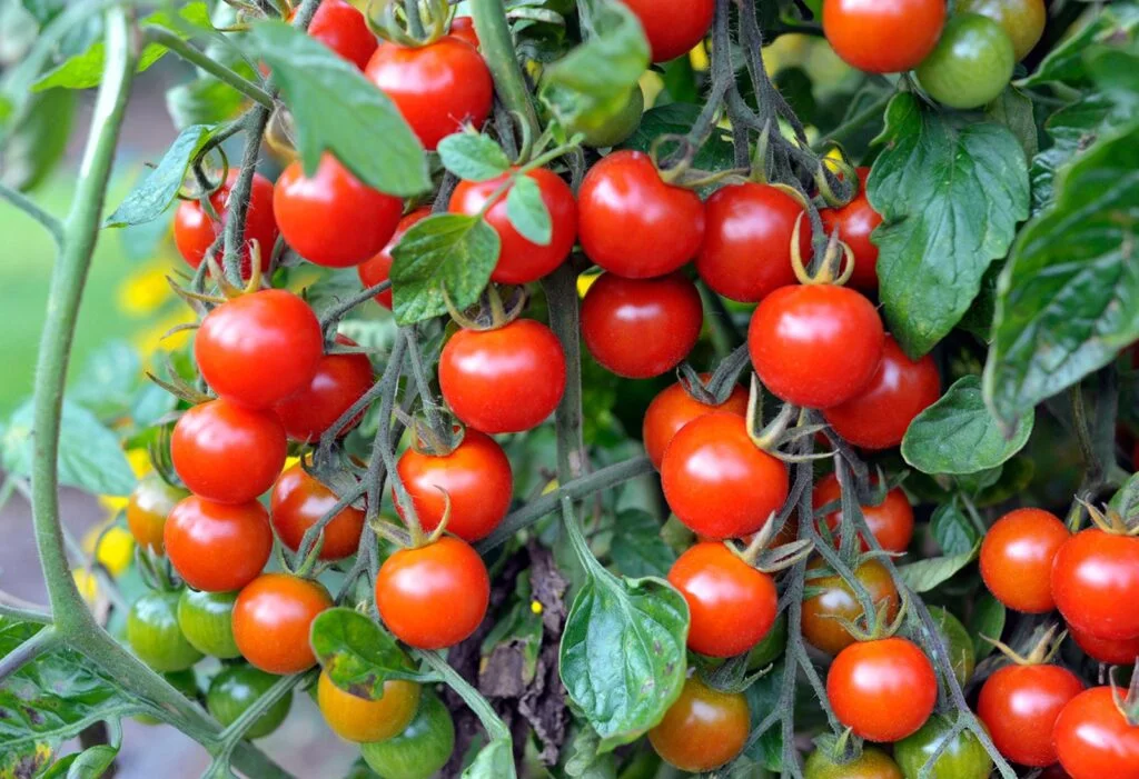 Gardening bC3PaydhcXxKMFYn3ZuMj5-1024x701 Tomato Harvesting : A Comprehensive Guide