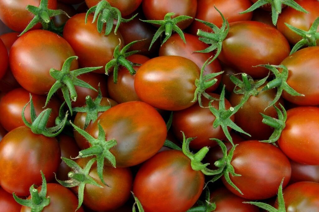 black-plum-tomatoes-1024x682 Tomato Harvesting: A Comprehensive Guide