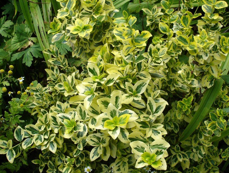 euonymus-fortunei Evergreen Groundcovers: Benefits and Types