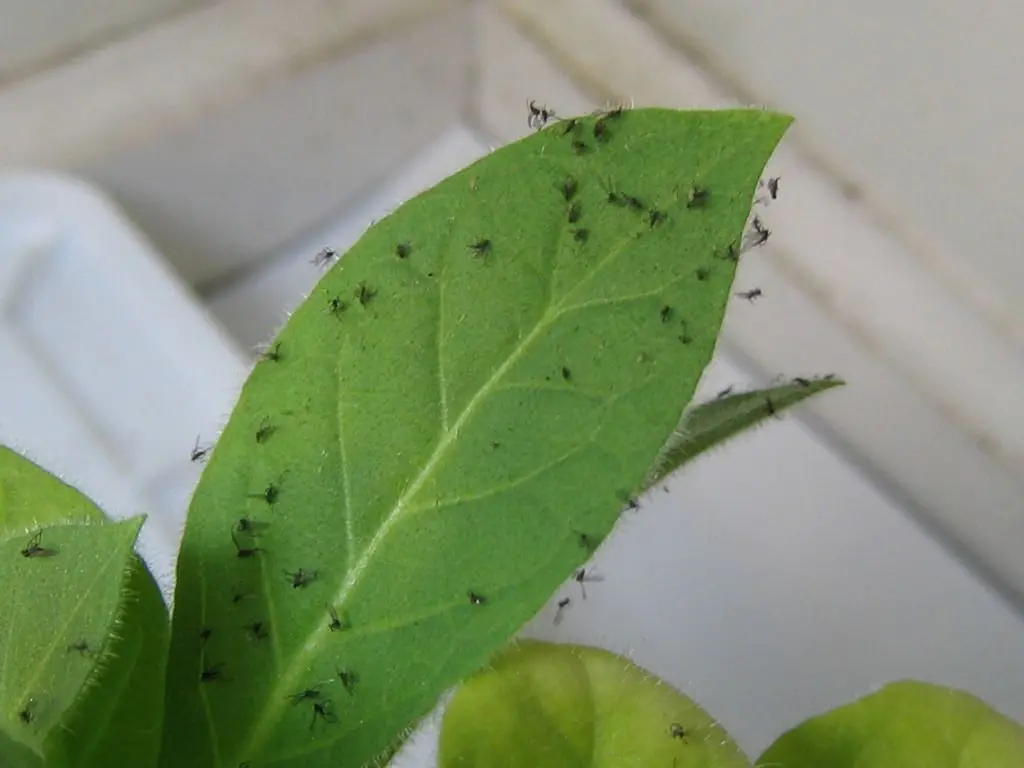 gnats-on-plants Houseplant Pest Control: A Comprehensive Guide