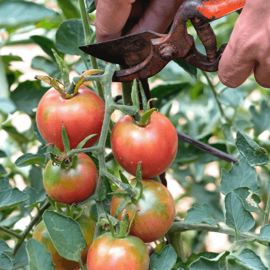 Gardening harvesting-tomatoes-using-tools-1024x1024 Tomato Harvesting : A Comprehensive Guide