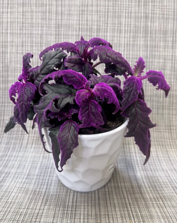 il_570xN.3795732332_ba0g 10 Gorgeous Purple Houseplants