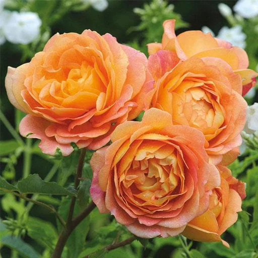  30 Best Orange Flowers with Names and Pictures