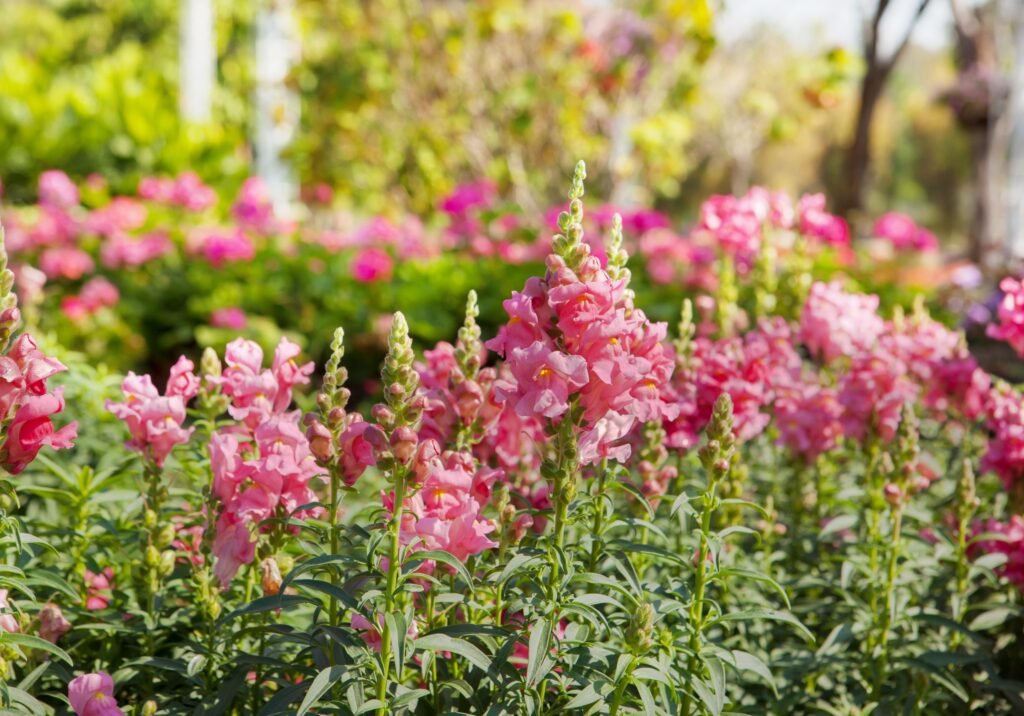 pink-snapdragon-1024x716 Pink Snapdragons: Plant Care & Growing Guide